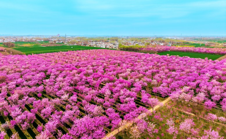春来满条红 风动紫荆香